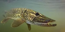сонник велика риба у воді до чого сниться велика риба у воді уві сні Сонник