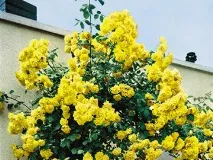 розарів