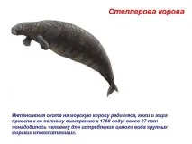 Стеллерова корова - Зображення 570-35 стеллерова