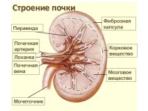 Сцинтиграфія нирок динамічна та статична сцинтиграфія