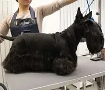 Стрижка скотч скотч