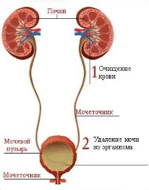 Сцинтиграфія нирок динамічна та статична сцинтиграфія