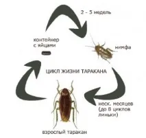 Таргани рудий (прусак), чорний, американський чорний