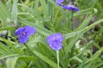 tradescantia