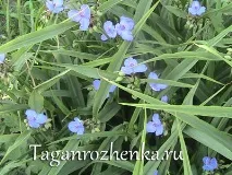 tradescantia