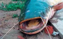 Трофеї Daiwa Daiwa