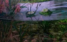 У більшості прісних водойм температура води біля дна однакова і становить 4°C прісних