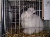 породи