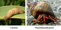 Відеоурок «Клас Брюхоногі молюски» клас