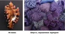 Відеоурок «Клас Брюхоногі молюски» брюхоногі