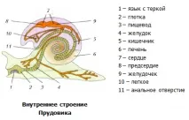 Відеоурок «Клас Брюхоногі молюски» молюски
