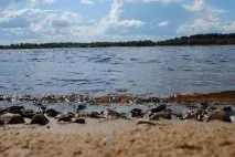 Вичегда - річка в Республіці Комі річка