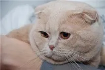 Ветеринарний паспорт для котів - міжнародний паспорт для котів вакцинації