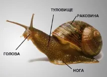 Відеоурок «Клас Брюхоногі молюски» відеоурок