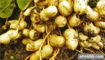 Вирощування арахісу в Україні арахісу