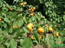 Вирощування абрикосу в Сибіру, Дачний щоденник вирощування