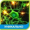 7 замків Дауна