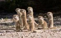 9 істот, які можуть врятувати ваше життя можуть