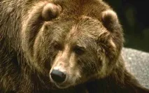9 істот, які можуть врятувати ваше життя істот