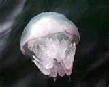 медуз