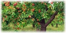 Яблуня Айдаред – особливості вирощування яблуня