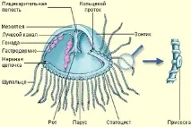 медуз