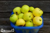 Яблуня Слов’янка – як виростити дерево наділянці, Дача Садівника слов