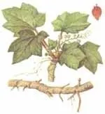 Заманиха висока (трава) - корисні властивості та застосування заманихи, корінь та настоянка заманихи, висока