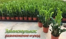 умовах