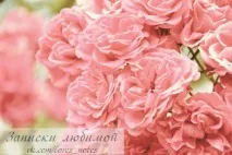 Замовила піцу - Смішні Анекдоти Історії Афоризми Вірші Картинки прикольні Ігри анекдоти