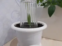 заміокулькас