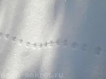 олені