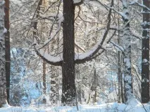 ручаї
