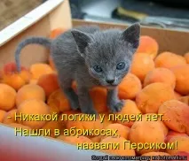Жіноча логіка - це заперечення чоловічої, Щоденники - на логіка