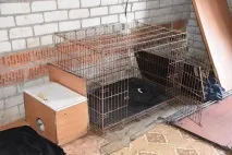 Жителька Башкирії поодинці містить 63 собак та двох кішок жителька
