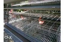 Тварини та зоотовари тварини