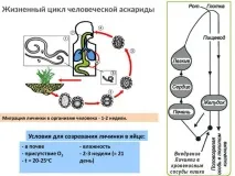 Життєвий цикл розвитку людської аскариди життєвий