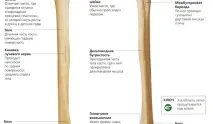 127872 Сонник Кістки, до чого сняться Кістки жінці, що означає побачити Кістки уві сні - тлумачення жінці