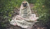 6 питань, які вегани чують щодня (з відповідями) - Тіло щодня