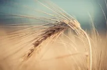 Алергія на алкоголь (пиво, вино, горілка) пиво