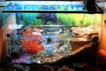 Акваріум для червоновухої черепахи черепахи