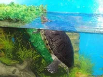 Акваріум для черепах своїми руками - це просто! нього