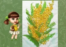 мімози