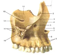 Anatomia maxilarului superior