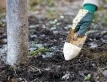 Агротехніка вирощування яблуні сорту Глостер поради щодо посадки та догляду сорту