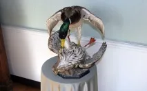 Барон Мюнхаузен, Музей Мюнхгаузена музей