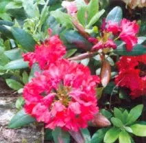 Рододендрони Rhododendron