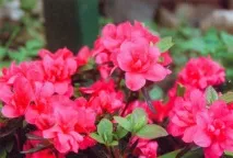 Рододендрони рододендронів