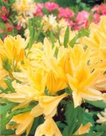 Рододендрони рододендронів