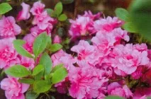 Рододендрони Rhododendron